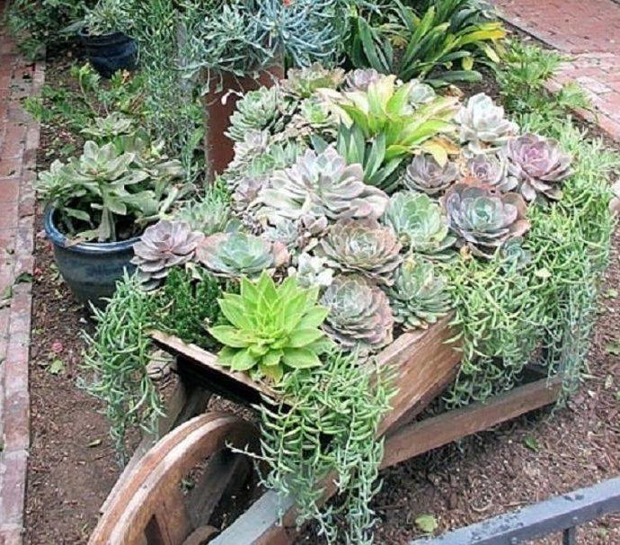 Λίπασμα για τα παχύφυτα