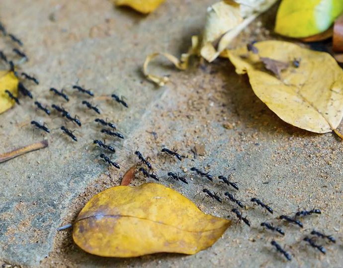 Πώς διώχνω τα μυρμήγκια