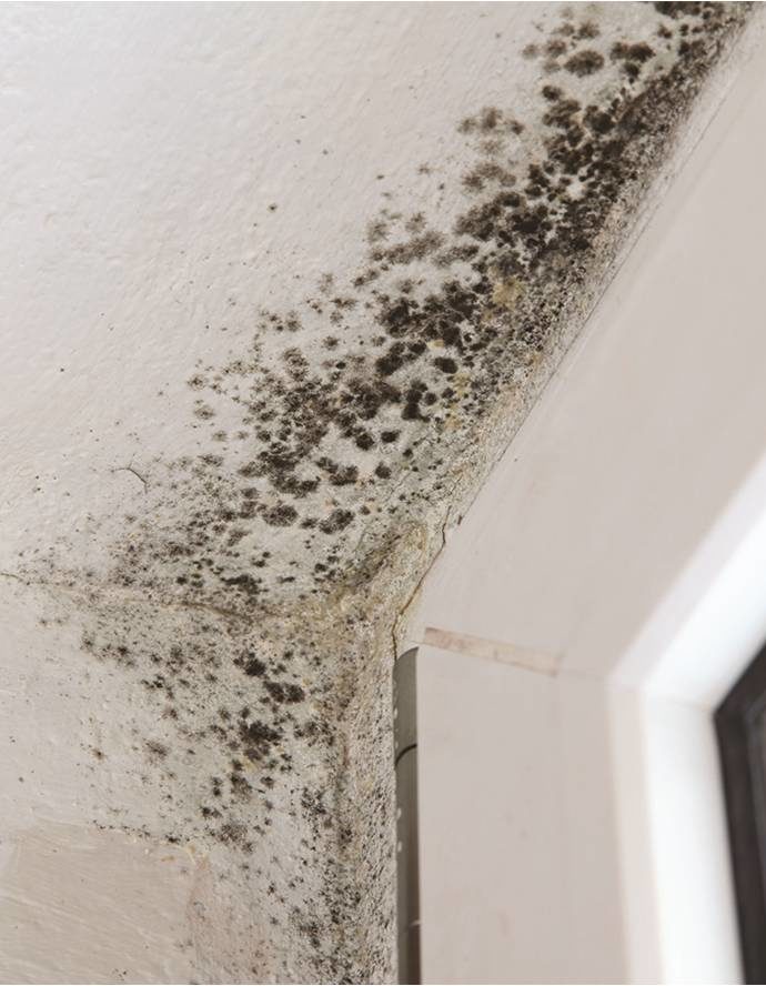 Μούχλα στον τοίχο